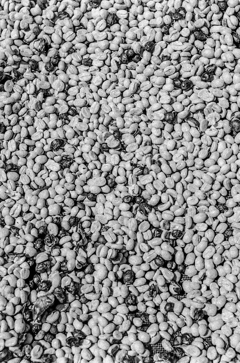 © Hannah Cauhépé - Image from the Purple Washed Beans? photography project