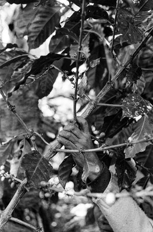 Purple Washed Beans?