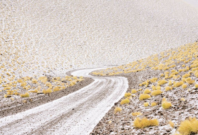 © Maroesjka Lavigne - Yellow bushes, Argentina, 2017