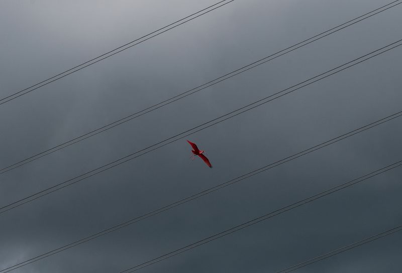 © Maroesjka Lavigne - Scarlet Ibis, Trinidad, 2017