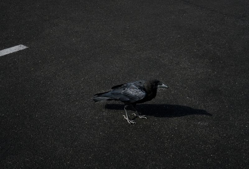 © Maroesjka Lavigne - Crow, US, 2016