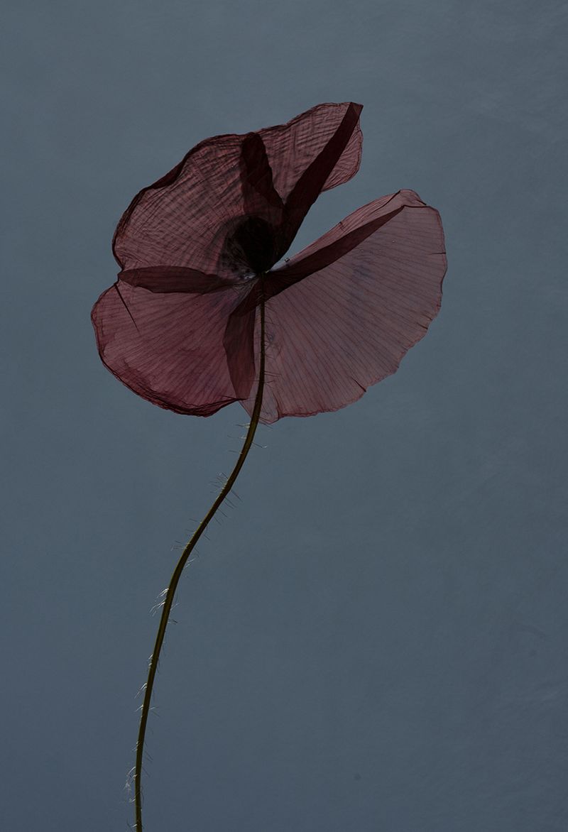 © Maroesjka Lavigne - Dried Poppy, 2019