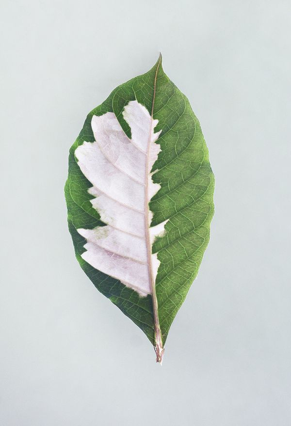© Maroesjka Lavigne - Leaf, 2017
