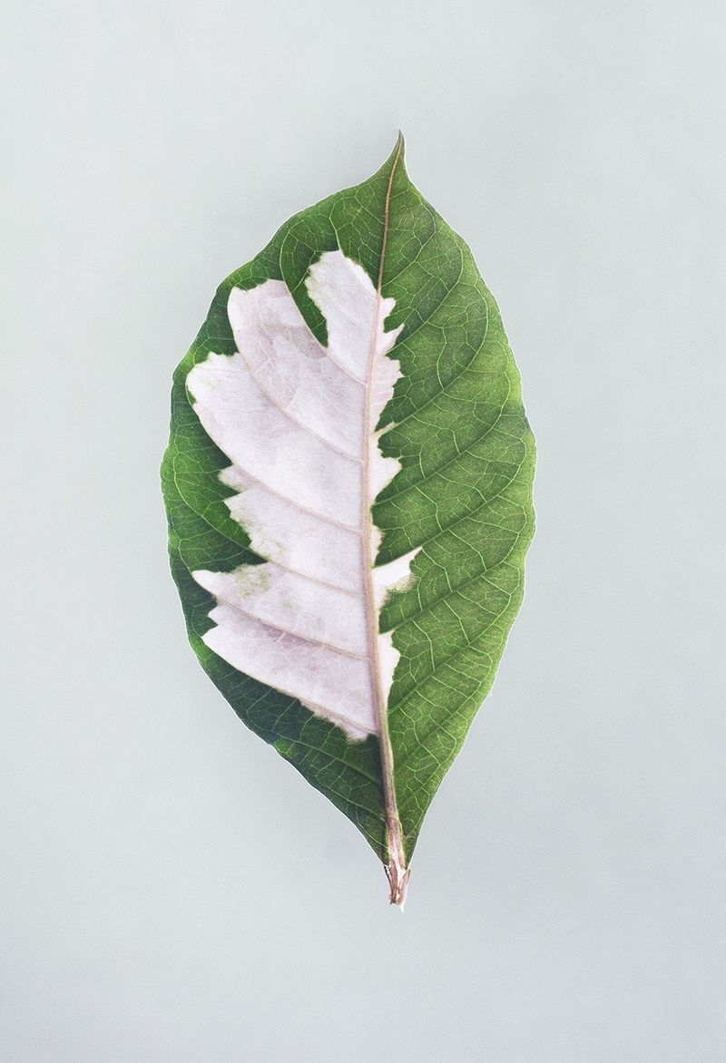 © Maroesjka Lavigne - Leaf, 2017