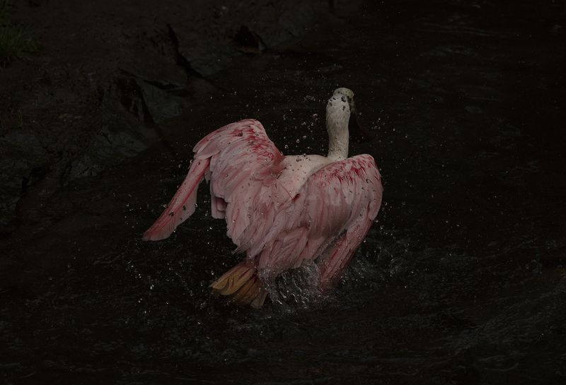 © Maroesjka Lavigne - Pink Feathers, 2019