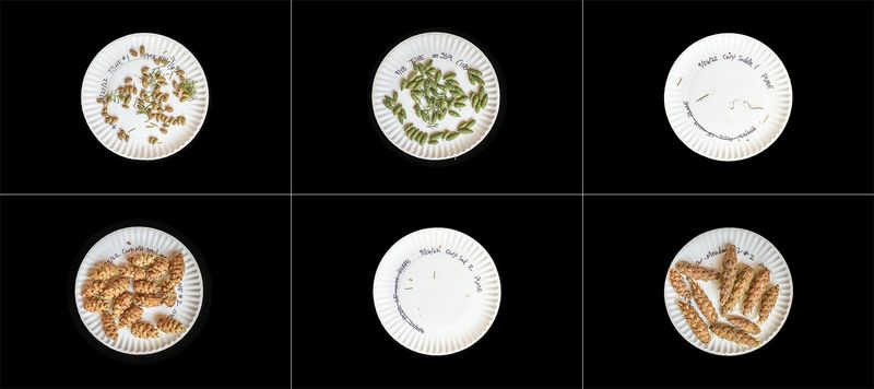 © Nancy Floyd - Cones collected for planting