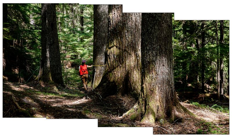 © Nancy Floyd - Field crew member Sydney Gastman measuring a Western Hemlock