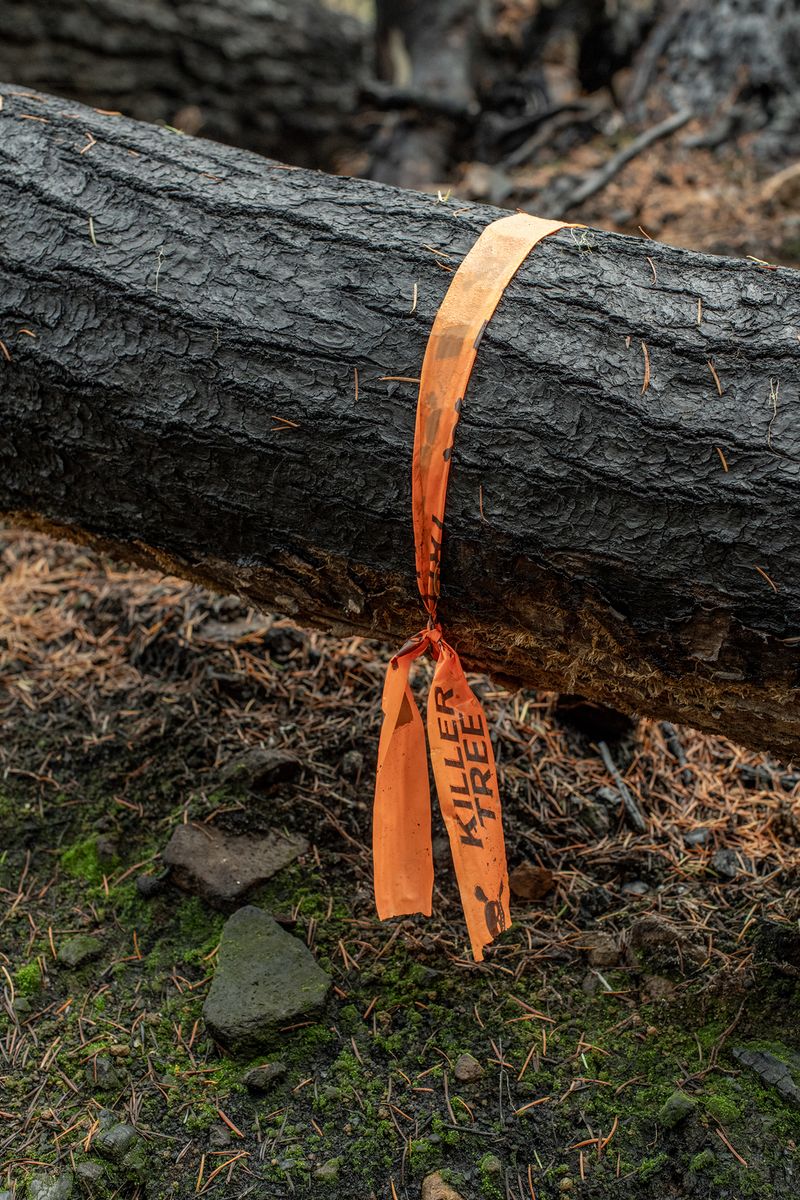 © Nancy Floyd - Killer Tree