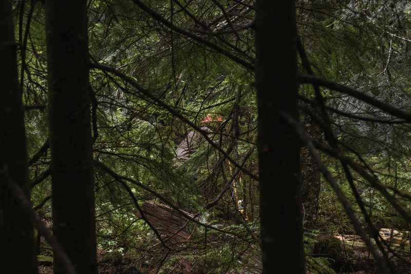 © Nancy Floyd - Dr.Joe LaManna mapping a tree