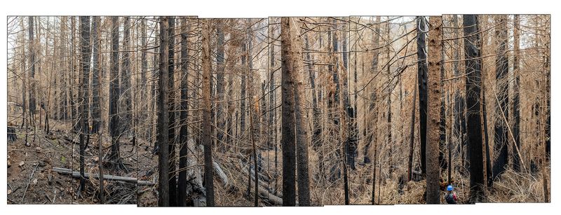 © Nancy Floyd - Scientist inspects the damage