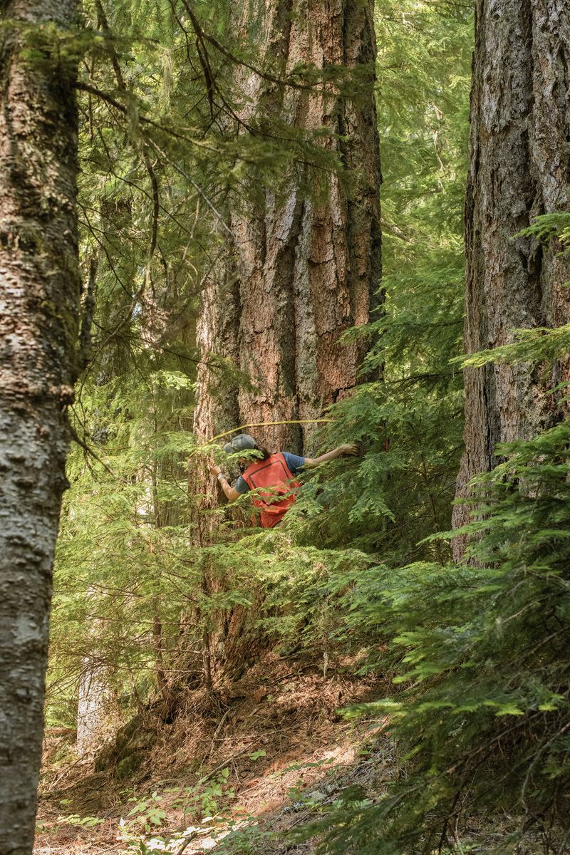 © Nancy Floyd - Field crew member Bryn Callie measuring a Douglas-fir