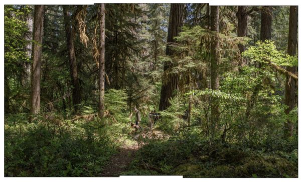 © Nancy Floyd - Identifying Plants and Trees