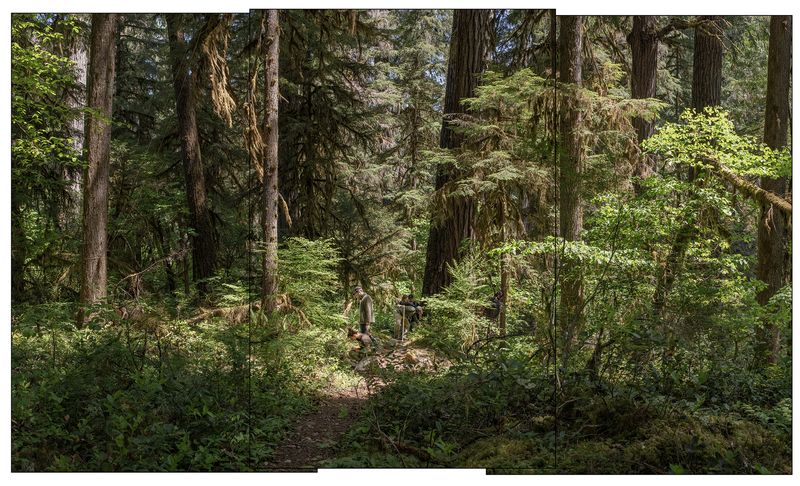 © Nancy Floyd - Identifying Plants and Trees