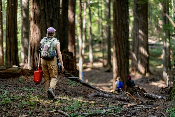 © Nancy Floyd - Entering the Forest