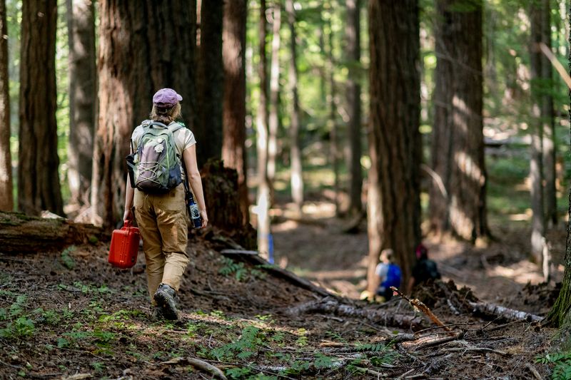 © Nancy Floyd - Entering the Forest