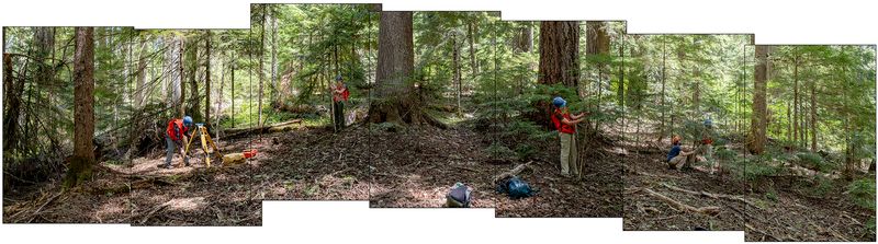 © Nancy Floyd - Mapping Trees