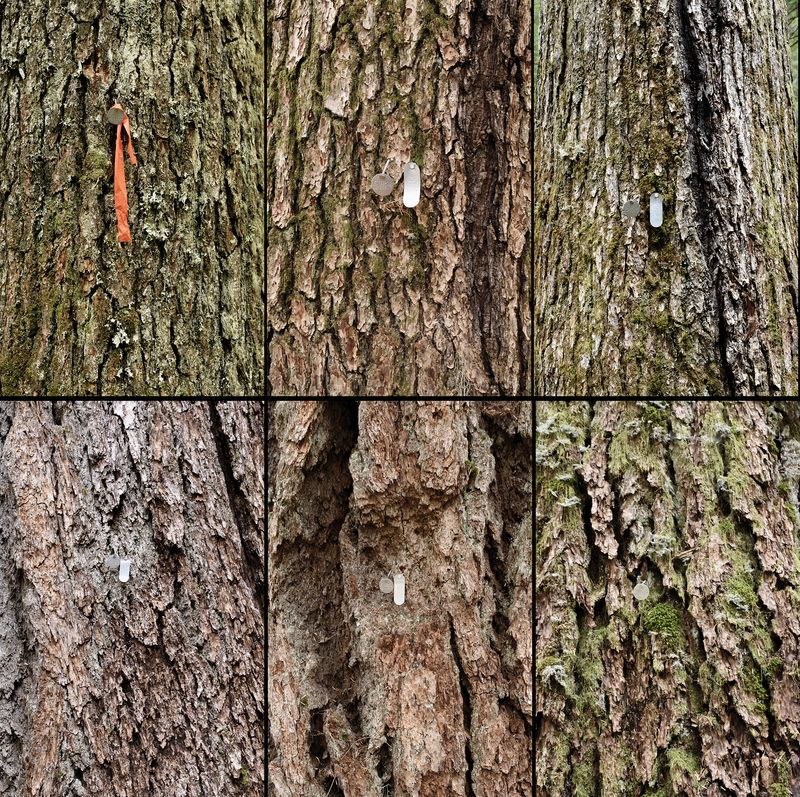 © Nancy Floyd - Tagged Douglas-fir and Silver fir trees