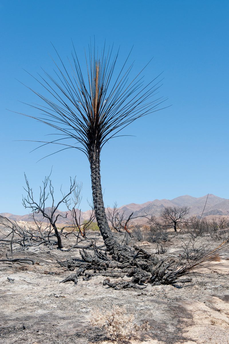 © Nancy Floyd - Fire