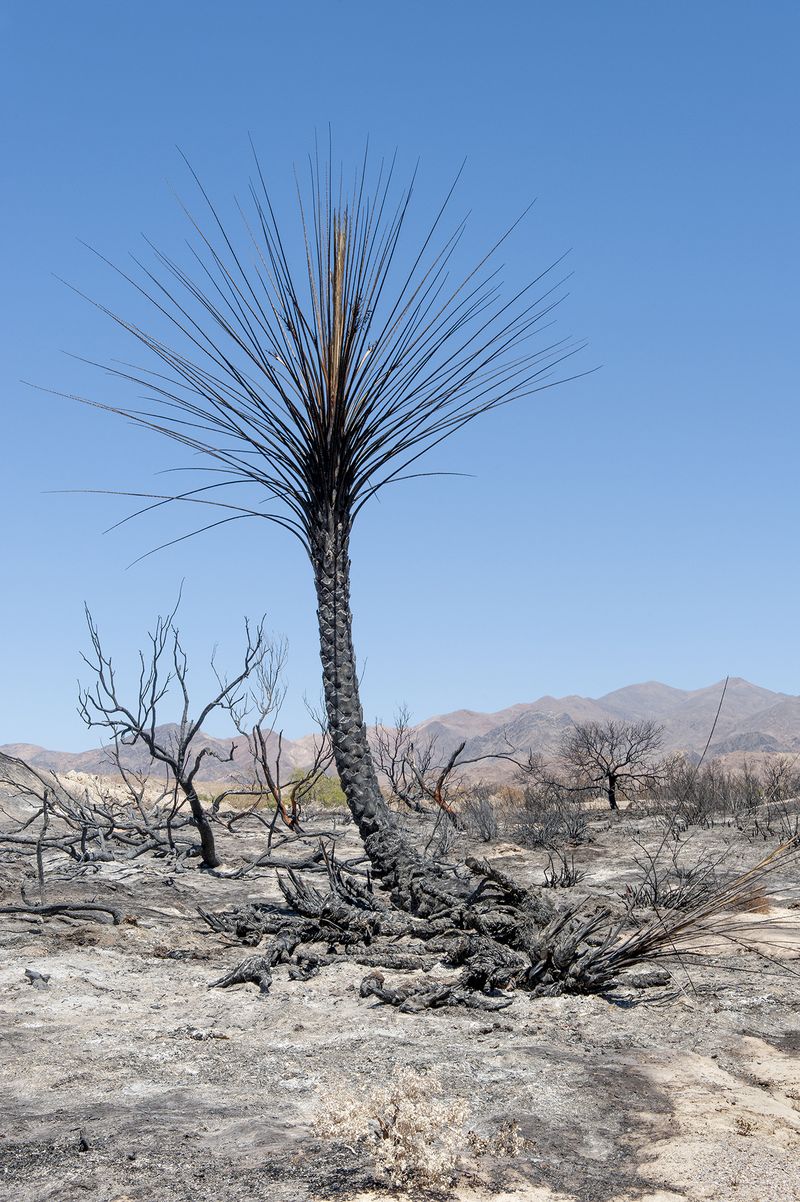 © Nancy Floyd - Fire