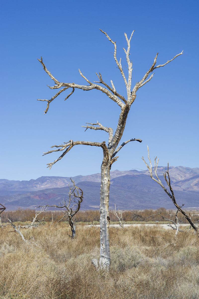 © Nancy Floyd - Perfect snag