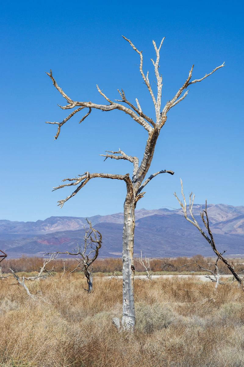 © Nancy Floyd - Perfect snag