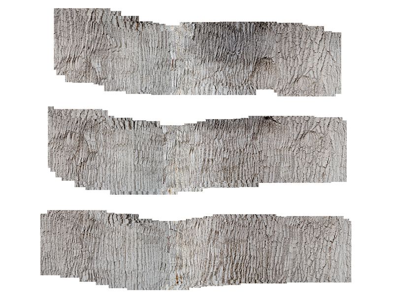 © Nancy Floyd - The Cottonwood