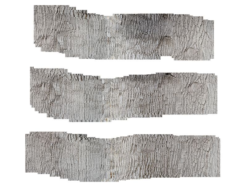 © Nancy Floyd - The Cottonwood