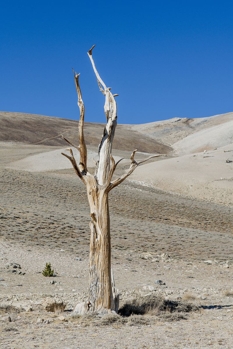 © Nancy Floyd - Lone Sang