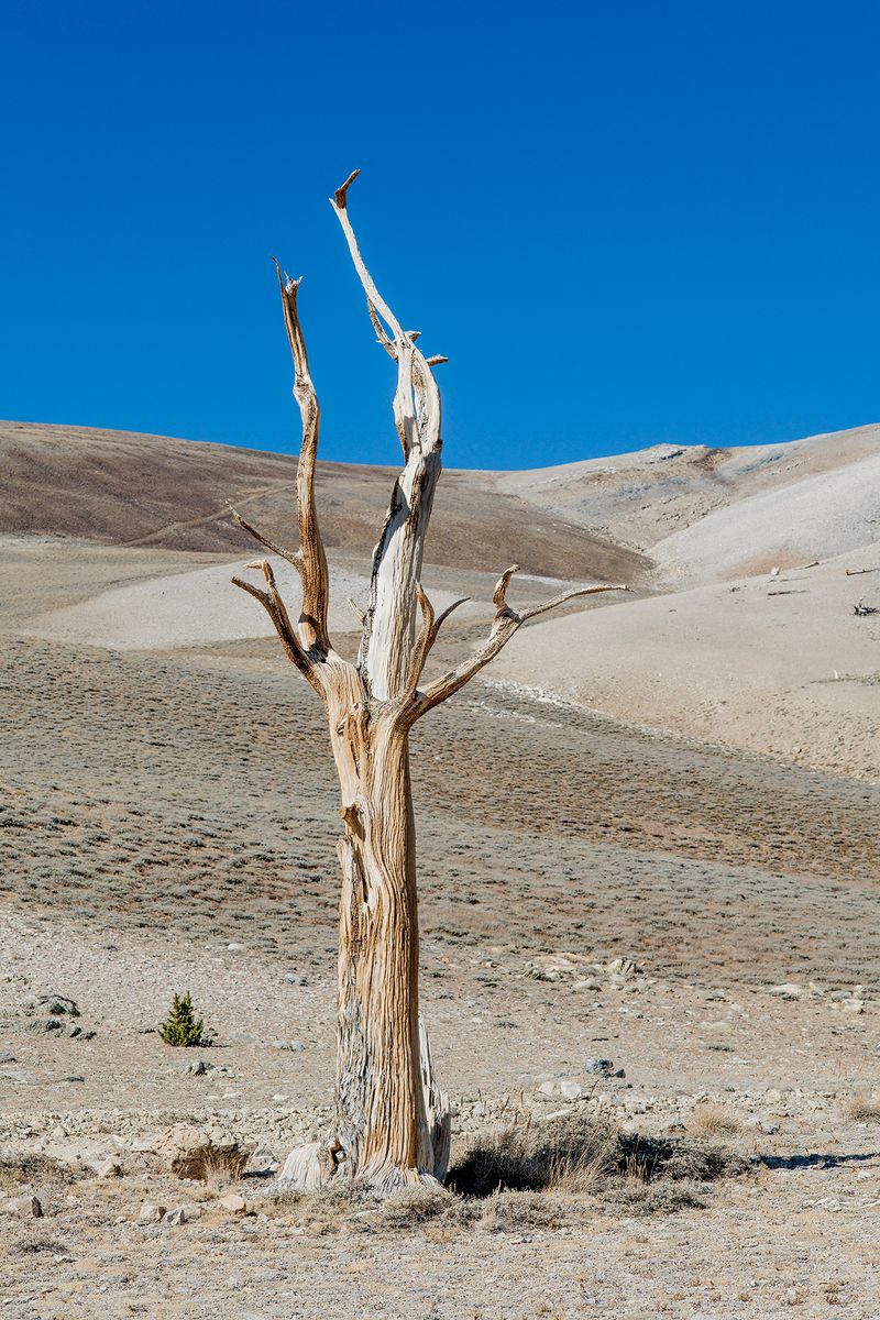 © Nancy Floyd - Lone Sang