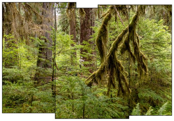 © Nancy Floyd - Image from the For the Love of Trees photography project