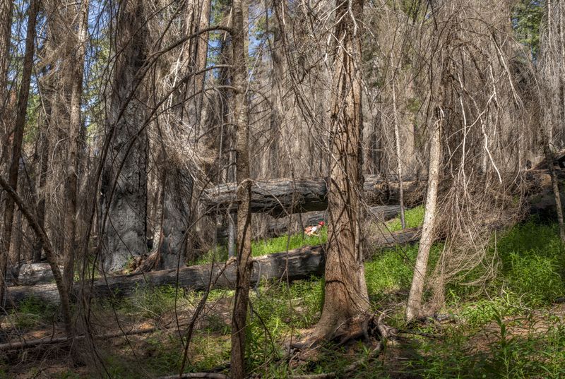 © Nancy Floyd - Melissa, FOREG-21, 2025