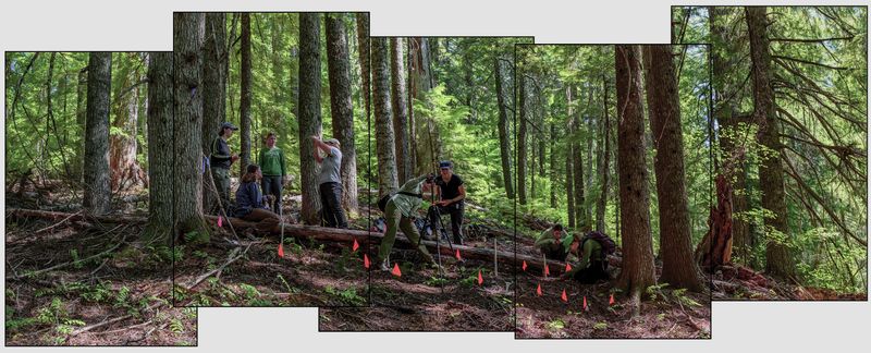 © Nancy Floyd - Image from the For the Love of Trees photography project