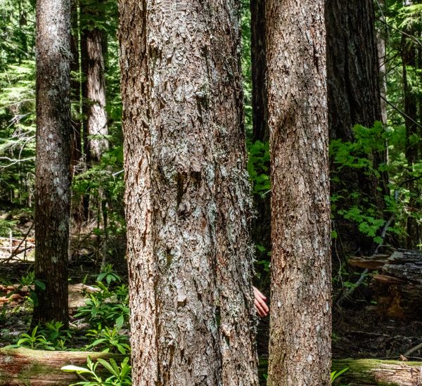 © Nancy Floyd - FOREG-31, 2024.  FOREG: Forest of Oregon Elevation Gain.  31 is the location in the Andrews Forest.