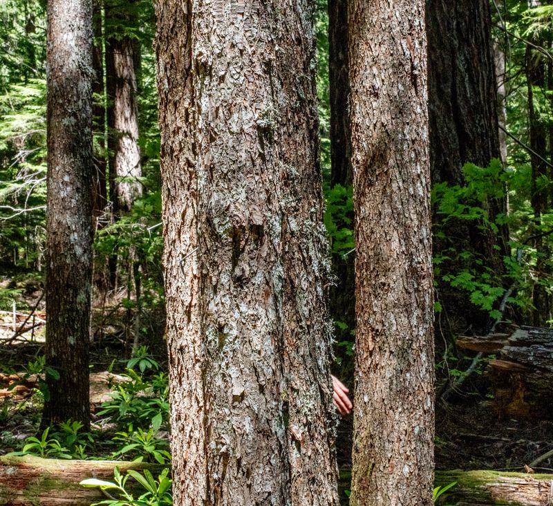 © Nancy Floyd - FOREG-31, 2024.  FOREG: Forest of Oregon Elevation Gain.  31 is the location in the Andrews Forest.