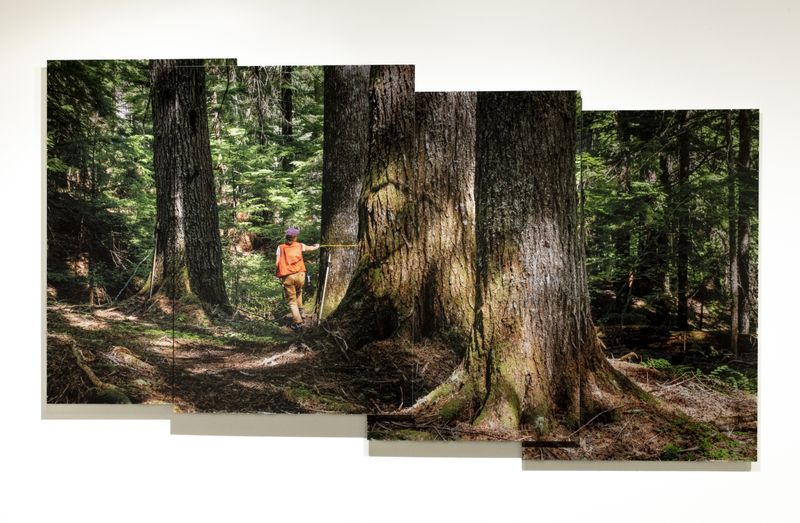 © Nancy Floyd - Image from the For the Love of Trees photography project