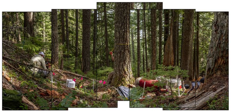 © Nancy Floyd - Image from the For the Love of Trees photography project