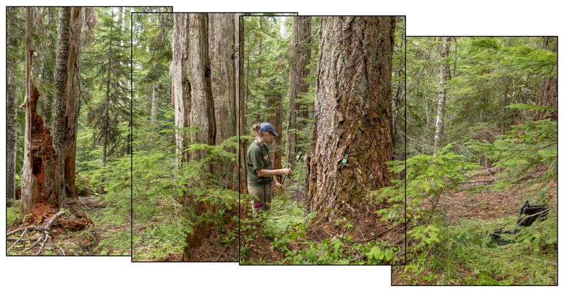 © Nancy Floyd - Image from the For the Love of Trees photography project