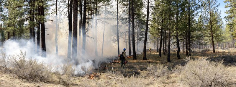 © Nancy Floyd - Prescribed Burn