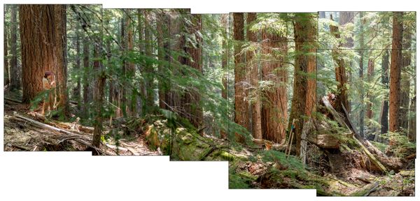 © Nancy Floyd - Sydney, H.J. Andrews Experimental Forest.