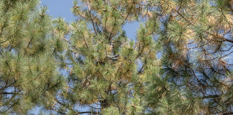 © Nancy Floyd - Bryan Reatini, Geneticist with the US Forest Service, collecting Ponderosa pinecones