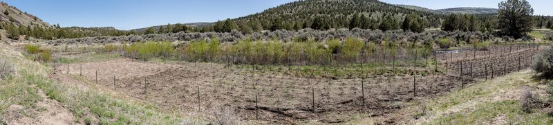 © Nancy Floyd - The weekend ONDA planted over 5,000 Willow and Cottonwood trees