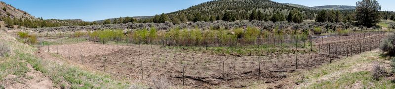 © Nancy Floyd - The weekend ONDA planted over 5,000 Willow and Cottonwood trees