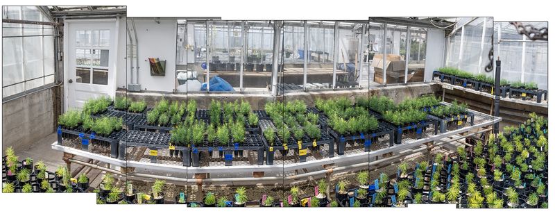 © Nancy Floyd - Douglas-fir seedlings ready for planting in the Andrews Forest