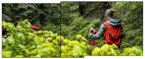 © Nancy Floyd - Katelin and Olivia mapping silver firs