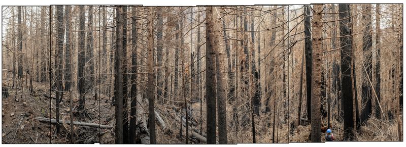 © Nancy Floyd - Aftermath of the Lookout Fire