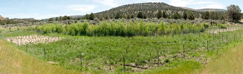 © Nancy Floyd - One month after 5,000 Willow and Cottonwood trees were planted.