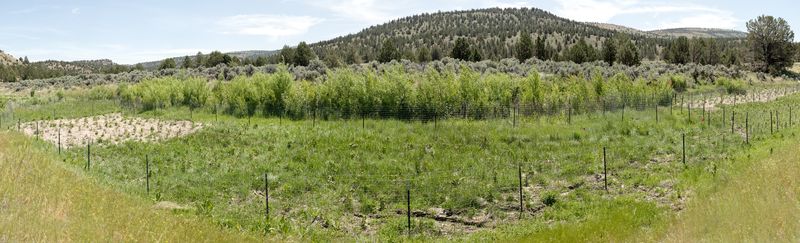 © Nancy Floyd - One month after 5,000 Willow and Cottonwood trees were planted.