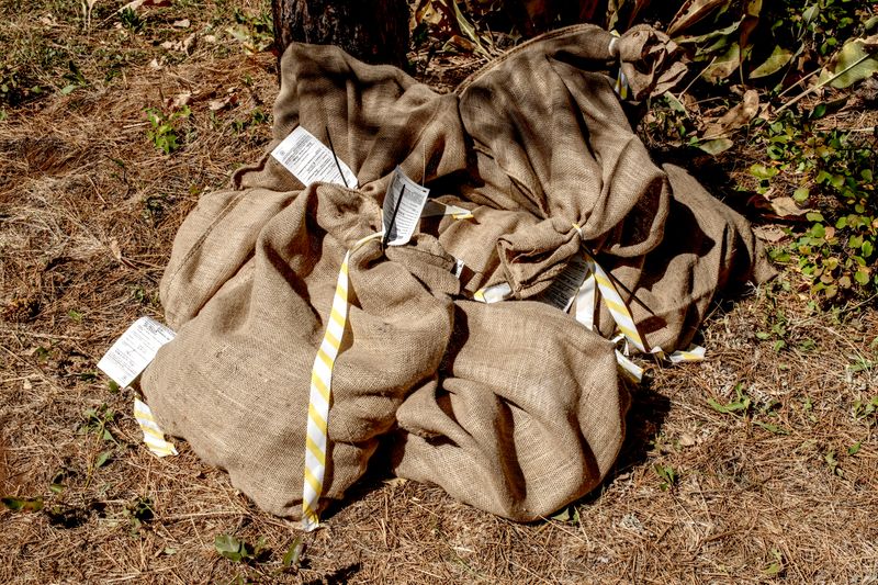 © Nancy Floyd - Collected pinecones