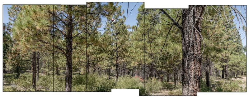 © Nancy Floyd - Luke Huntington, Smoke Jumper with the US Forest Service, collecting Ponderosa pinecones