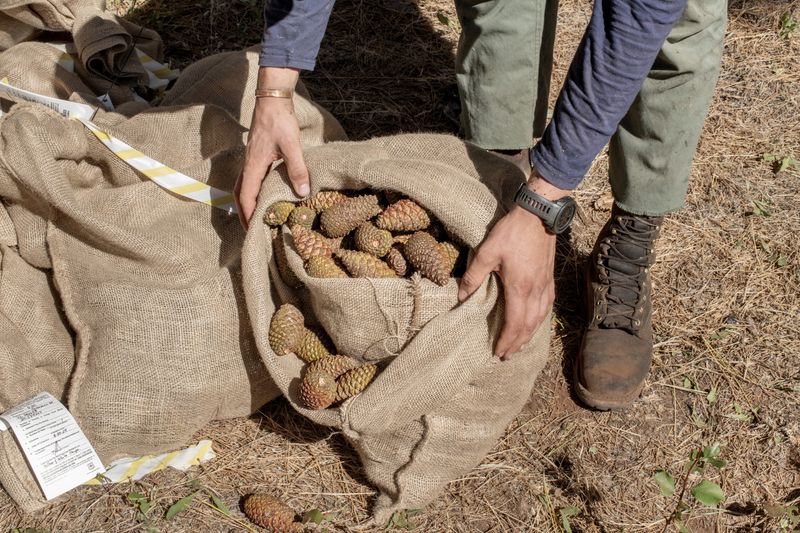 © Nancy Floyd - Pinecones collected from one tree